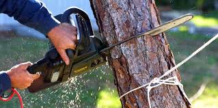 Best Storm Damage Tree Cleanup  in Hopewell, VA