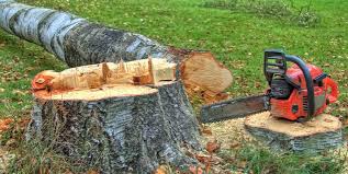 Best Tree Cabling and Bracing  in Hopewell, VA