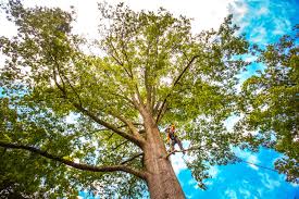 Best Pest Control for Lawns  in Hopewell, VA