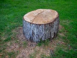 How Our Tree Care Process Works  in  Hopewell, VA