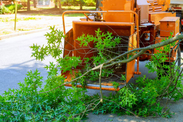Best Tree Maintenance Programs  in Hopewell, VA