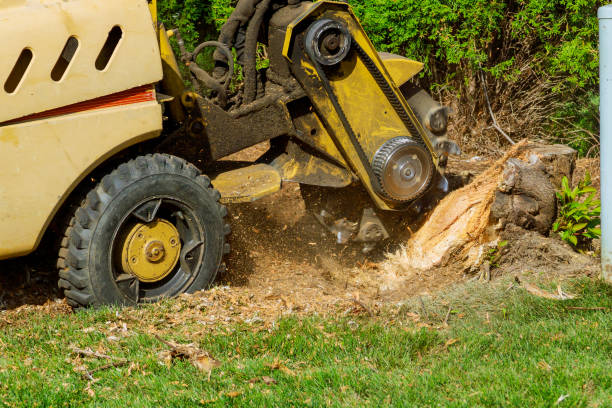 Best Lawn Disease Treatment  in Hopewell, VA
