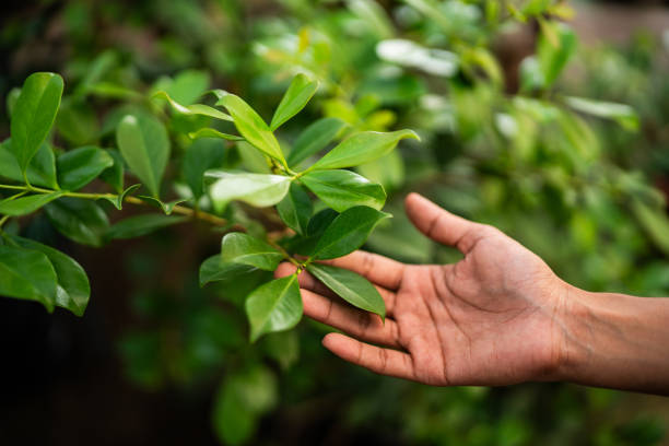 Reliable Hopewell, VA Tree Services Solutions