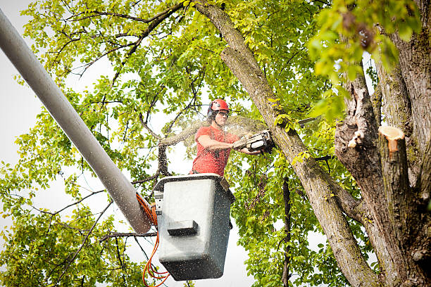 Best Tree Trimming and Pruning  in Hopewell, VA