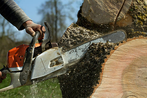 Best Tree and Shrub Care  in Hopewell, VA